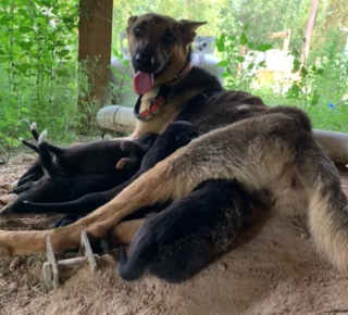 Illustration de l'article : Une chienne abandonnée guide une bonne samaritaine jusqu’à ses petits restés seuls dans la nature (vidéo)