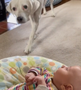 Illustration de l'article : L’émouvante rencontre entre une chienne aveugle et le bébé dont elle entend les pleurs depuis des mois