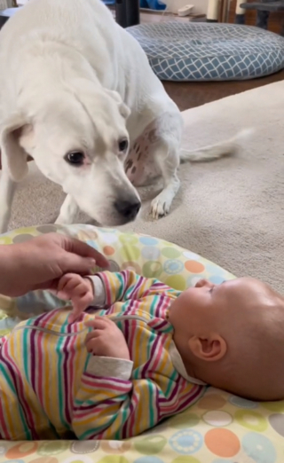 Illustration de l'article : L’émouvante rencontre entre une chienne aveugle et le bébé dont elle entend les pleurs depuis des mois