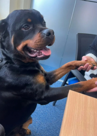 Illustration de l'article : Contraint d’accompagner sa maîtresse dans une réunion de travail, cet adorable Rottweiler a conquis tous les cœurs (vidéo)