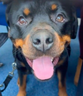 Illustration de l'article : Contraint d’accompagner sa maîtresse dans une réunion de travail, cet adorable Rottweiler a conquis tous les cœurs (vidéo)
