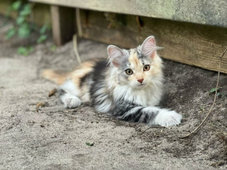 Illustration de l'article : Ces 20 chats sont devenus des experts pour attendrir les humains