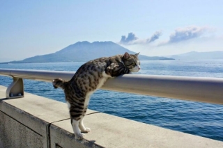 Illustration de l'article : Ces 20 chats sont devenus des experts pour attendrir les humains