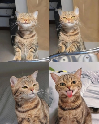 Illustration de l'article : Ces 20 chats sont devenus des experts pour attendrir les humains