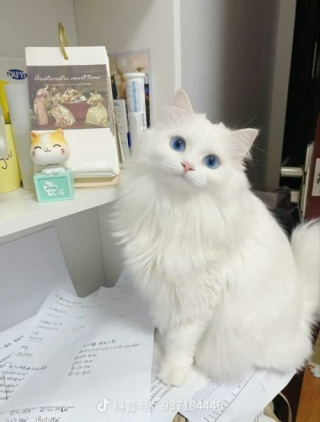 Illustration de l'article : Ces 20 chats sont devenus des experts pour attendrir les humains