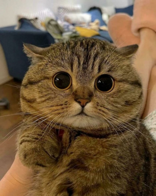 Illustration de l'article : Ces 20 chats sont devenus des experts pour attendrir les humains