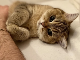 Illustration de l'article : Ces 20 chats sont devenus des experts pour attendrir les humains