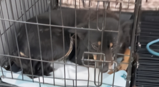 Illustration de l'article : Cette chienne attend son maître qui l'a abandonnée pendant une semaine sur le bord de la route avant de tomber sur la personne qu'il fallait (vidéo)