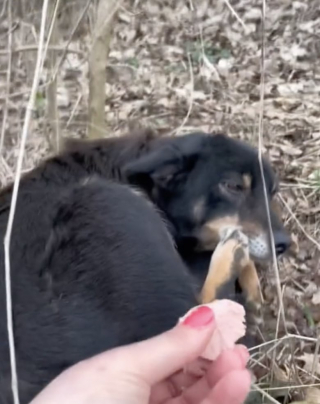 Illustration de l'article : Cette chienne attend son maître qui l'a abandonnée pendant une semaine sur le bord de la route avant de tomber sur la personne qu'il fallait (vidéo)