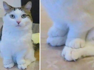Illustration de l'article : 20 photos de chats pas comme les autres, retrouvés dans des positions invraisemblables