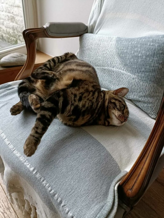 Illustration de l'article : 20 photos de chats pas comme les autres, retrouvés dans des positions invraisemblables
