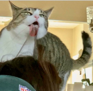 Illustration de l'article : 20 photos de chats pas comme les autres, retrouvés dans des positions invraisemblables