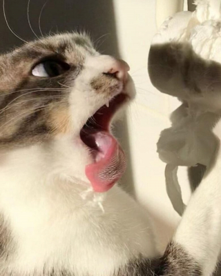 Illustration de l'article : 20 photos de chats pas comme les autres, retrouvés dans des positions invraisemblables