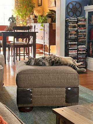 Illustration de l'article : 20 photos de chats pas comme les autres, retrouvés dans des positions invraisemblables