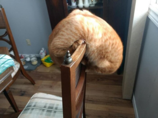 Illustration de l'article : 20 photos de chats pas comme les autres, retrouvés dans des positions invraisemblables