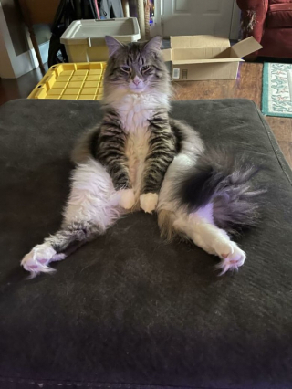 Illustration de l'article : 20 photos de chats pas comme les autres, retrouvés dans des positions invraisemblables