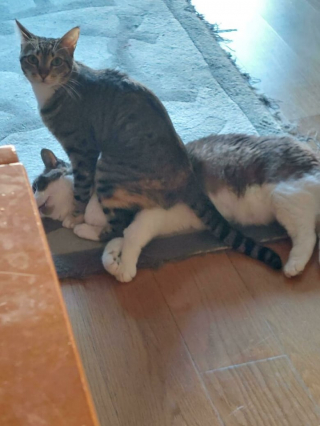 Illustration de l'article : 20 photos de chats pas comme les autres, retrouvés dans des positions invraisemblables
