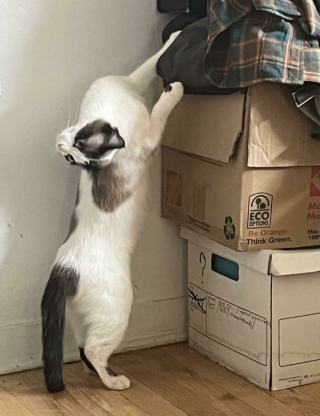 Illustration de l'article : 20 photos de chats pas comme les autres, retrouvés dans des positions invraisemblables