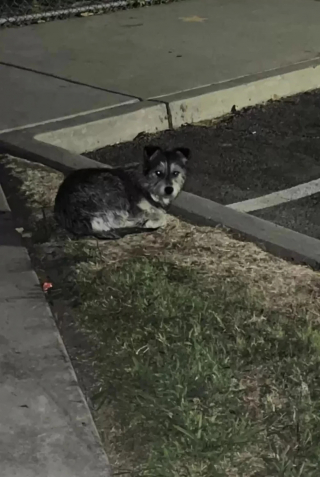 Illustration de l'article : Après un abandon traumatisant sur un parking, une petite chienne y attend désespérément le retour de ses maîtres