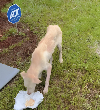 Illustration de l'article : De retour chez elle, une maman découvre un chien en détresse qui l’attend devant la porte de sa maison