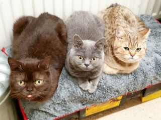 Illustration de l'article : Pour nourrir ses chats, cette femme en difficulté ne mange qu'un repas par semaine