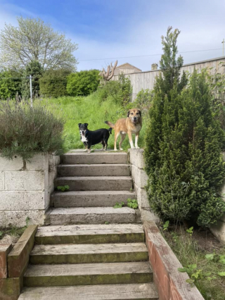Illustration de l'article : Ce chien déprime en attendant son adoption pendant près de 8 ans