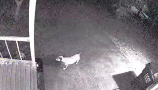 Illustration de l'article : En pleine nuit, une femme surprend la chienne des voisins en train d’enterrer un trésor un peu particulier dans son jardin (vidéo)