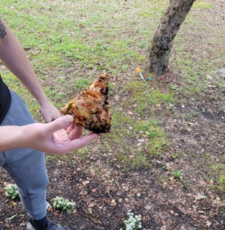 Illustration de l'article : En pleine nuit, une femme surprend la chienne des voisins en train d’enterrer un trésor un peu particulier dans son jardin (vidéo)