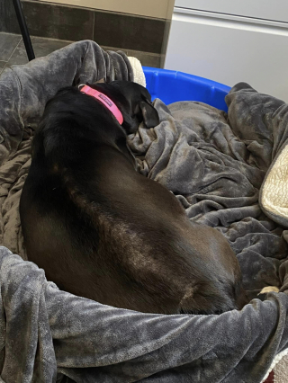 Illustration de l'article : Déjà mère de 10 chiots, une chienne décide d’adopter un bébé improbable après avoir entendu ses pleurs déchirants