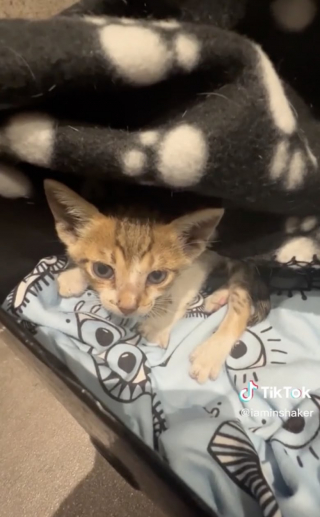 Illustration de l'article : Cet homme a eu le cœur brisé en entendant ces miaulements, il lâche tout pour venir en aide au chaton (vidéo)