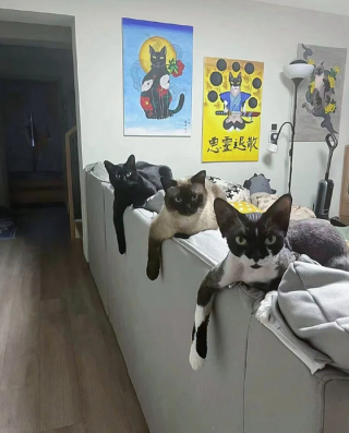 Illustration de l'article : 20 photos prouvant que nos animaux de compagnie sont une indéniable source de bonheur