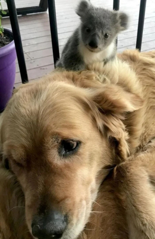 Illustration de l'article : 20 photos prouvant que nos animaux de compagnie sont une indéniable source de bonheur