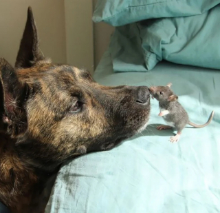 Illustration de l'article : 20 photos prouvant que nos animaux de compagnie sont une indéniable source de bonheur