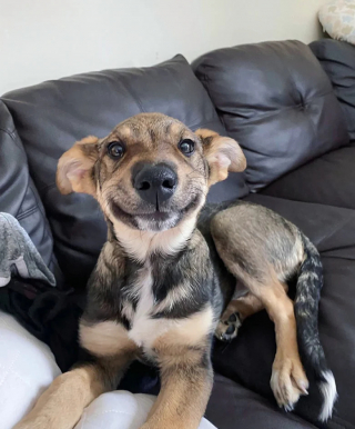 Illustration de l'article : 20 photos prouvant que nos animaux de compagnie sont une indéniable source de bonheur