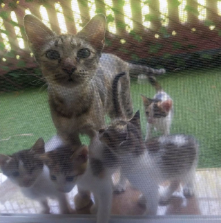 Illustration de l'article : 20 photos prouvant que nos animaux de compagnie sont une indéniable source de bonheur