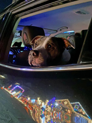Illustration de l'article : 20 photos prouvant que nos animaux de compagnie sont une indéniable source de bonheur