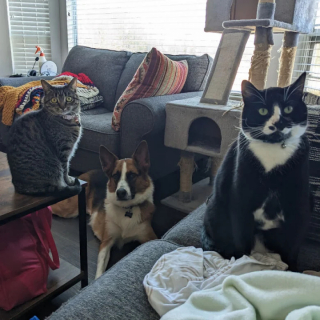 Illustration de l'article : 20 photos prouvant que nos animaux de compagnie sont une indéniable source de bonheur