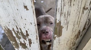 Illustration de l'article : Ce chien errant a eu la bonne idée de suivre un homme jusqu'à sa maison, une décision qui lui a sauvé la vie