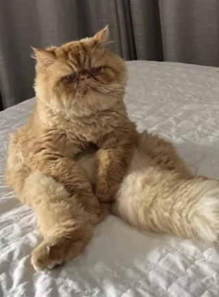 Illustration de l'article : Les photos de ce chat assis dans une position cocasse lancent une nouvelle tendance sur les réseaux sociaux