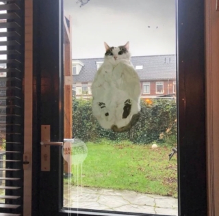 Illustration de l'article : 20 photos de chats qui ont l’art de se retrouver dans des situations improbables