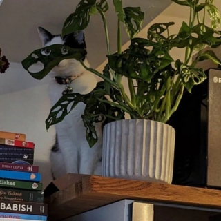Illustration de l'article : 20 photos de chats qui ont l’art de se retrouver dans des situations improbables