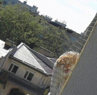 Illustration de l'article : 20 photos de chats qui ont l’art de se retrouver dans des situations improbables