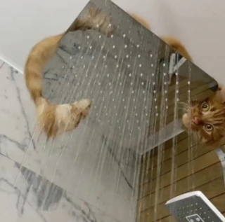 Illustration de l'article : 20 photos de chats qui ont l’art de se retrouver dans des situations improbables