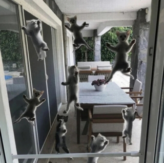 Illustration de l'article : 20 photos de chats qui ont l’art de se retrouver dans des situations improbables