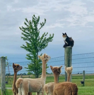 Illustration de l'article : 20 photos de chats qui ont l’art de se retrouver dans des situations improbables