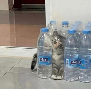 Illustration de l'article : 20 photos de chats qui ont l’art de se retrouver dans des situations improbables