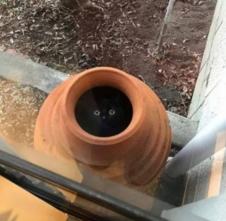 Illustration de l'article : 20 photos de chats qui ont l’art de se retrouver dans des situations improbables