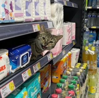 Illustration de l'article : 20 photos de chats qui ont l’art de se retrouver dans des situations improbables