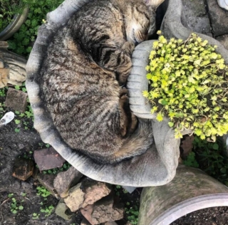 Illustration de l'article : 20 photos de chats qui ont l’art de se retrouver dans des situations improbables