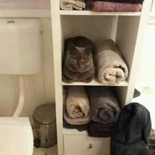Illustration de l'article : 20 photos de chats qui ont l’art de se retrouver dans des situations improbables